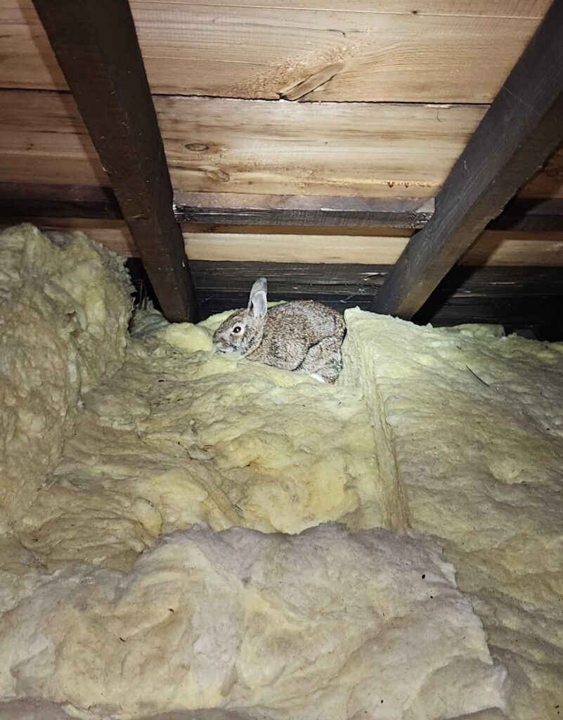 Wildlife Control Vandalia