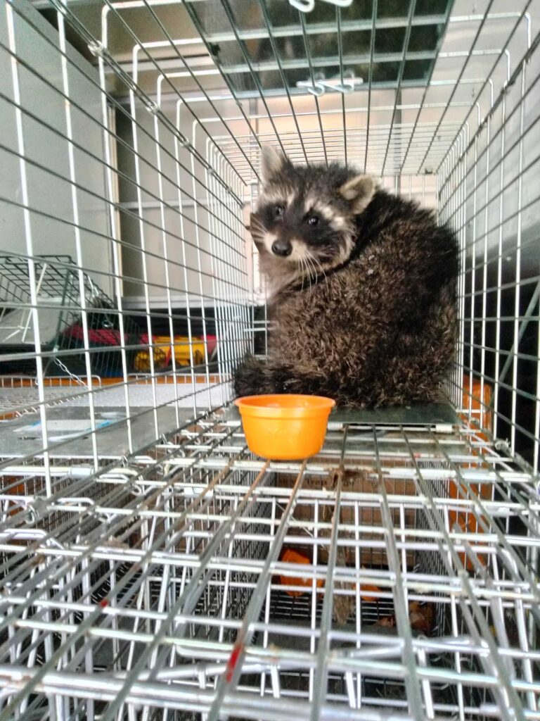 Wildlife Control Vandalia