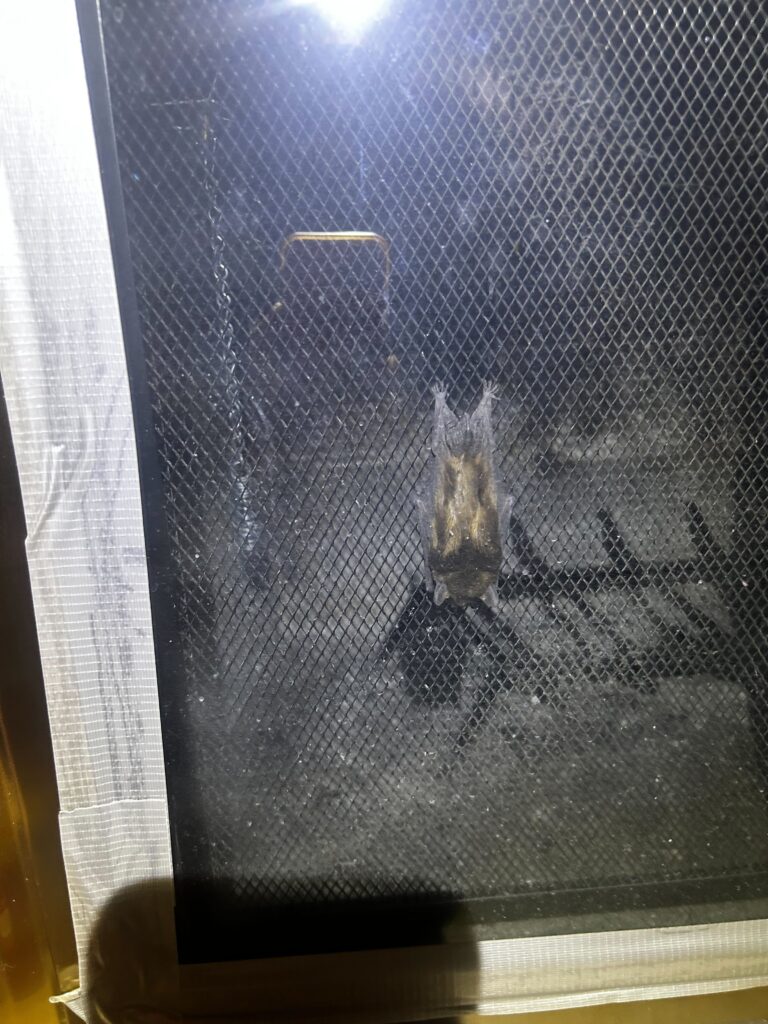 Wildlife Control Vandalia