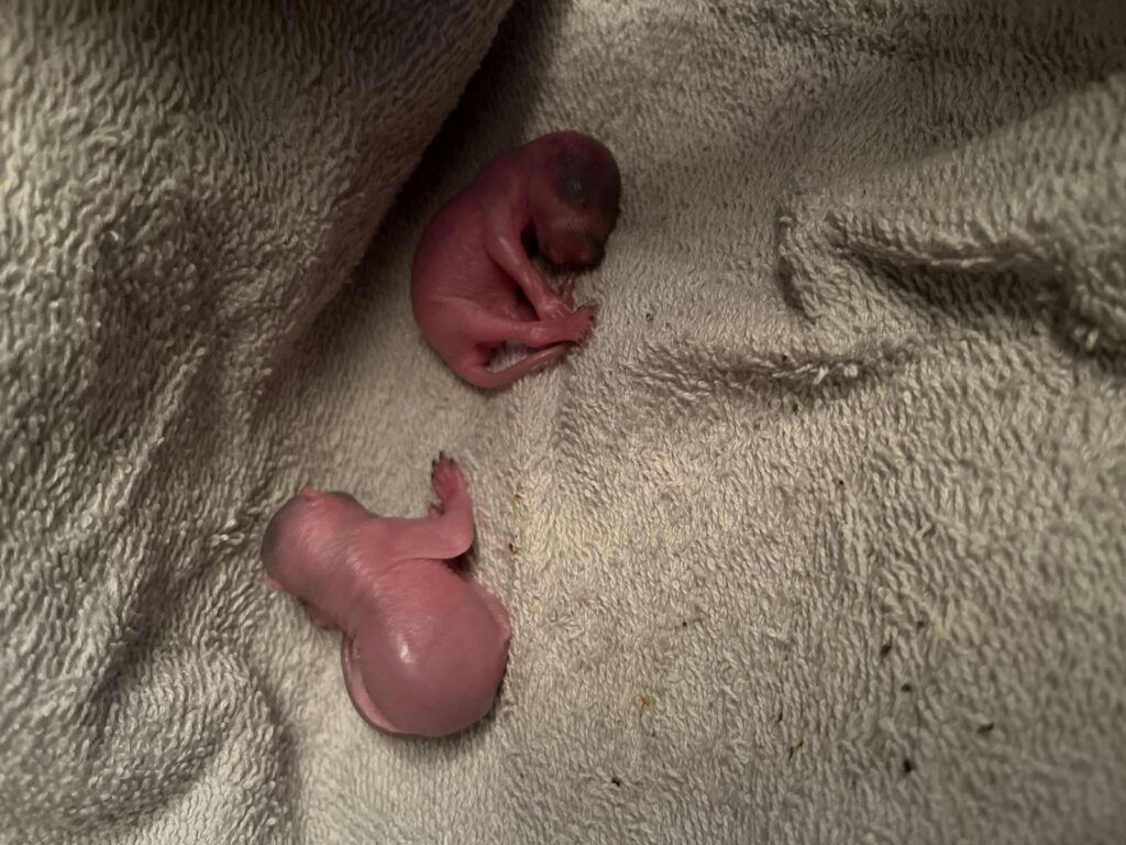 Wildlife Control Vandalia