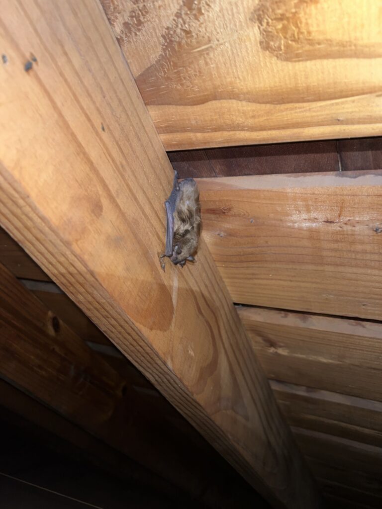 Wildlife Control Vandalia